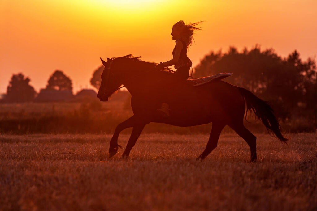 Cavaliere silhouette a cavallo al tramonto in un campo.