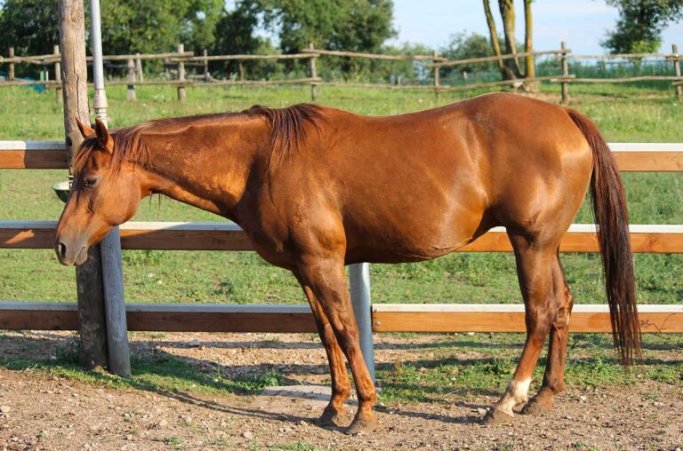 Cavallo marrone in un recinto erboso con recinzione di legno.