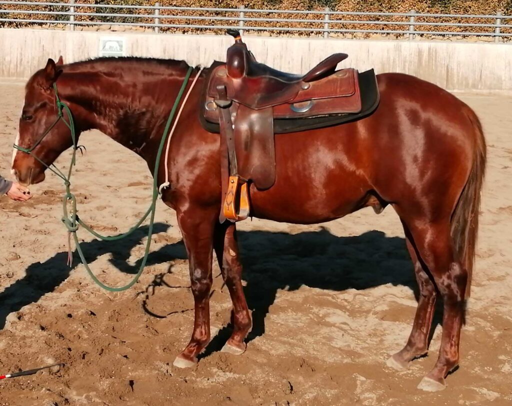 Cavallo marrone con sella in un recinto sabbioso.