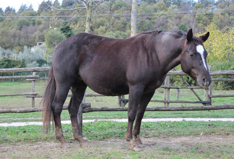 Cavallo marrone in piedi in un recinto erboso.