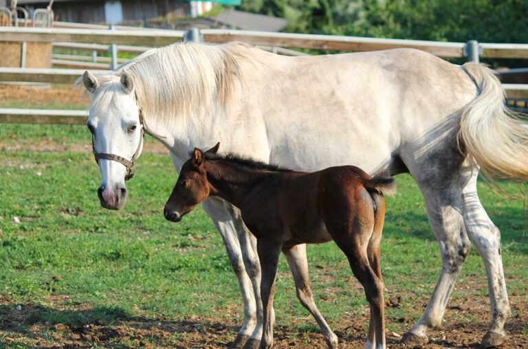 Cavallo bianco con un puledro marrone in un campo recintato.