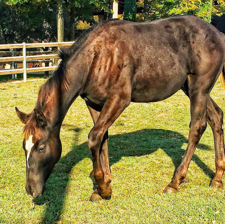 Cavallo marrone che bruca l'erba in un prato recintato.