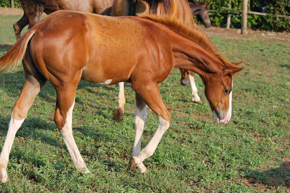 Puledro marrone chiaro che pascola in un prato.
