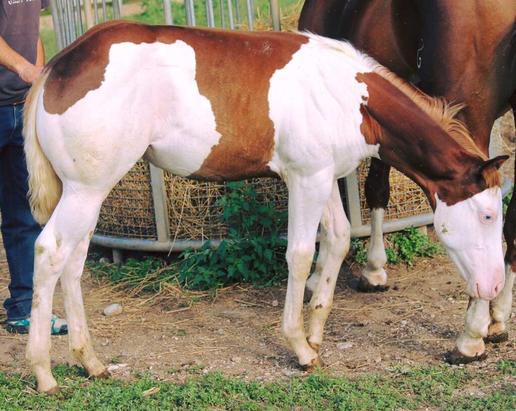 Pony pezzato marrone e bianco in piedi su un terreno erboso.