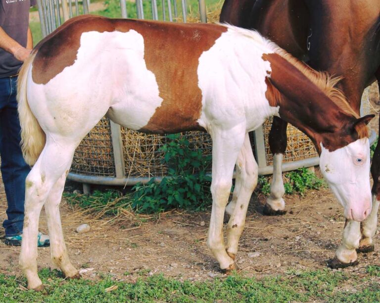 Pony pezzato marrone e bianco in piedi su un terreno erboso.