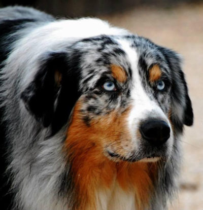 Cane da pastore australiano con manto merle e occhi azzurri.