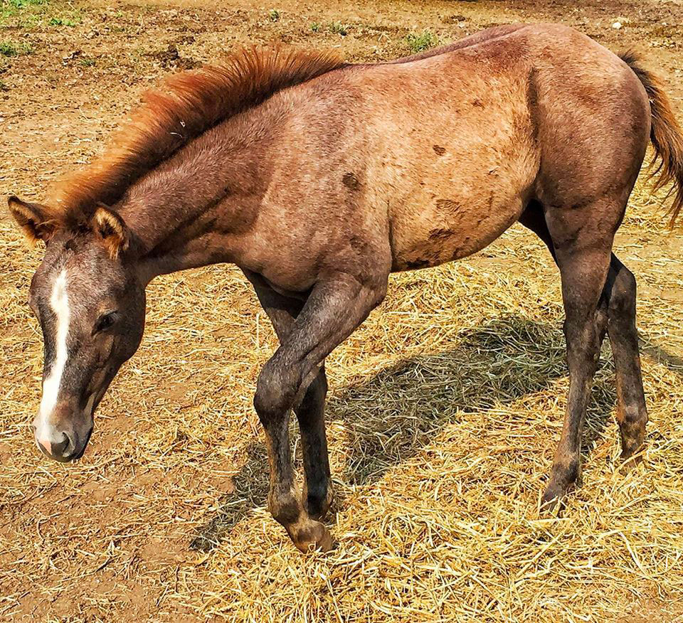 Un puledro dal manto marrone cammina su un terreno erboso.