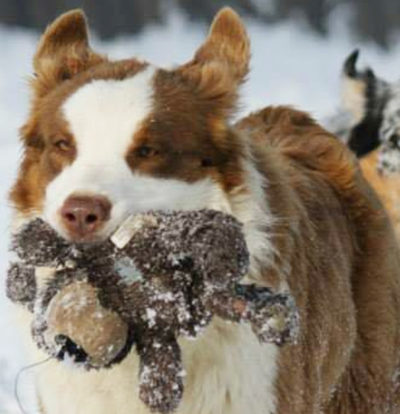 Cane peloso che tiene un giocattolo in bocca sulla neve.