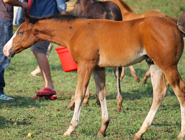 Puledro marrone con una macchia bianca sul muso in un prato.