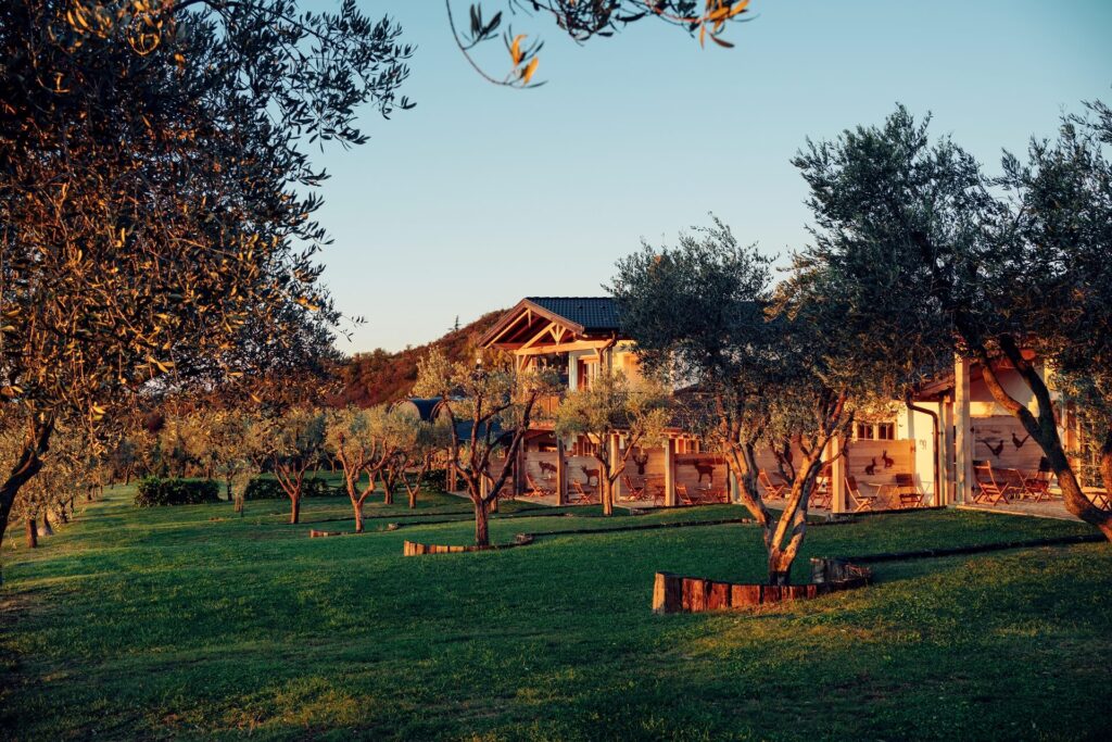 A rustic house surrounded by olive trees at sunset.