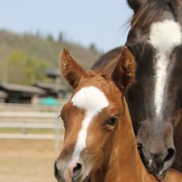 Cavallo adulto e puledro insieme in un recinto.