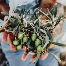 Mani che tengono un ramo di ulivo con olive verdi.